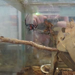 Redback Spider, 2014