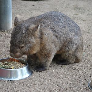 Wombat, Cairns Tropical Zoo, 2015