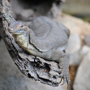 Monitor Lizard, Cairns Tropical Zoo, 2015