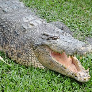 Saltwater Crocodile, Cairns Tropical Zoo, 2015
