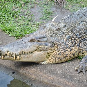 Saltwater Crocodile, Cairns Tropical Zoo, 2015
