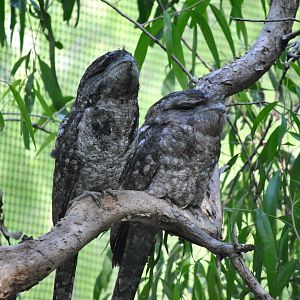 Tawny Frogmouths, Cairns Tropical Zoo, 2015