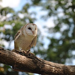Owl, Cairns Tropical Zoo, 2015