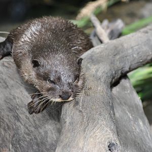Short Clawed Otter, Cairns Tropical Zoo, 2015