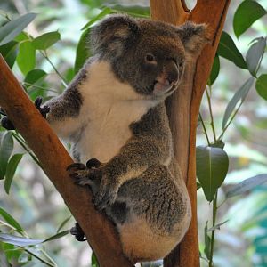 Koala, Cairns Tropical Zoo, 2015