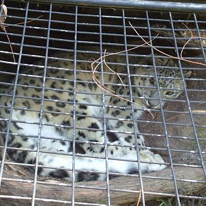 Snow Leopard, National Zoo, 2010