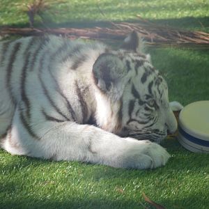 Tiger Cub, Kiko or Kali, 2016