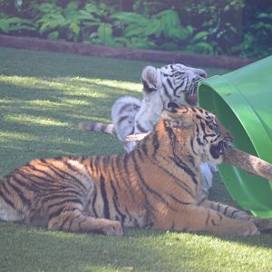 Tiger Cubs, 2016