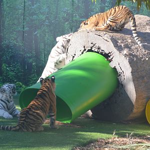 Tiger Cubs, Kiko, Kali, Adira and Akasha, 2016