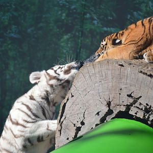 Tiger Cubs, 2016