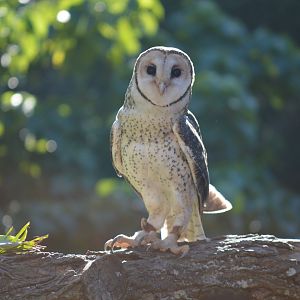 Owl in the bird show, 2018