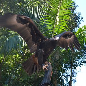 Eagle in the bird show, 2018