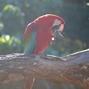 Macaw in the bird show, 2018