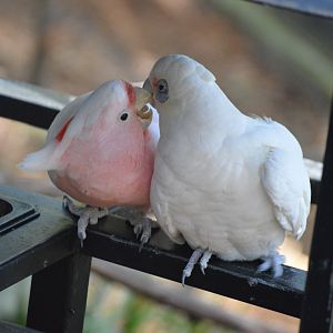 Cockatoo and Corella, 2018