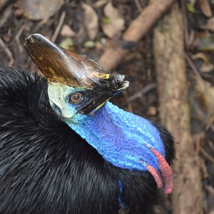 Cassowary, 2020