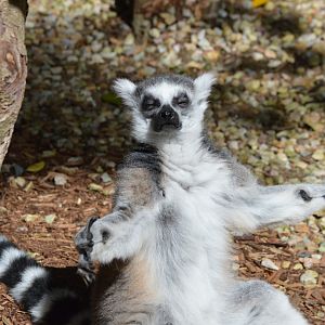 Ring Tailed Lemur, 2020