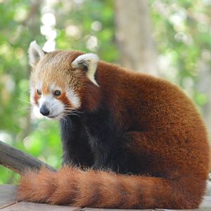 Red Panda, 2020