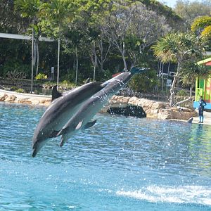 Dolphin Show, 2016
