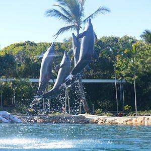 Dolphin Show, 2018