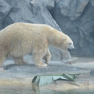 Polar Bear, 2020
