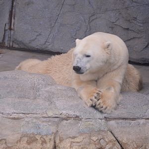 Polar Bear, 2020