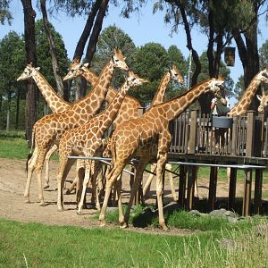 Giraffes, 2010