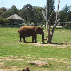 African Elephant, 2010