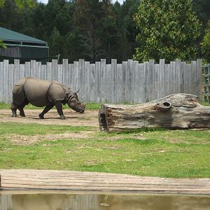Indian Rhino, 2010