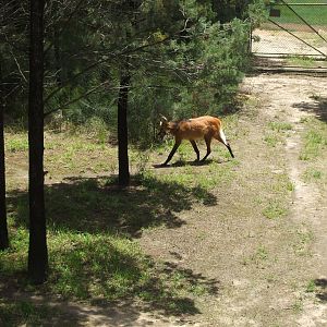 Maned Wolf, 2010