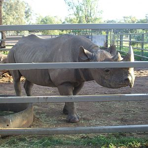 Black Rhino, 2010