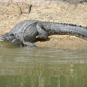 Saltwater Crocodile, 2015