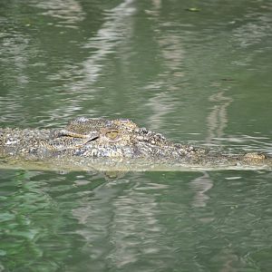 Freshwater Crocodile, 2015