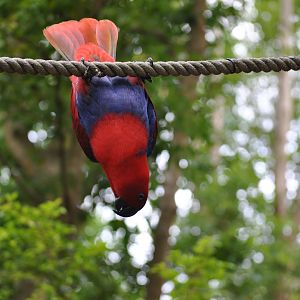 Eclectus parrot, 2015