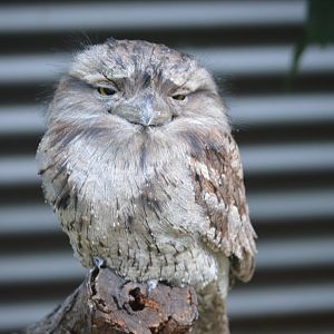 Tawny Frogmouth, 2019