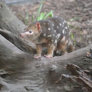 Quoll, 2019