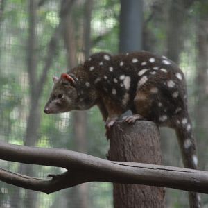 Quoll, 2019