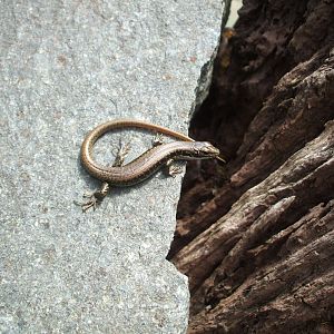 Wild Skink, 2010