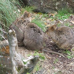 Quokkas, 2011