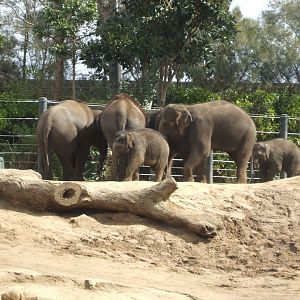 Asian Elephants, 2011