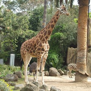 Giraffe, Zebra and Ostrich, 2011