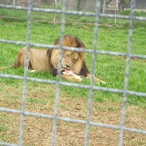 Lion eating, 2011