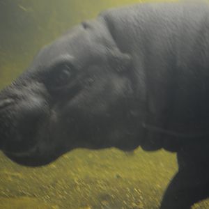 Pygmy Hippo, 2017