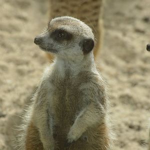 Meerkat, 2017