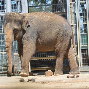 Asian Elephant, 2017