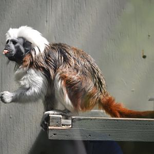 Cotton Top Tamarin, 2017