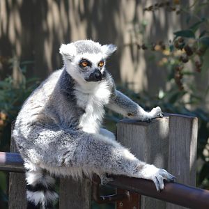 Ring Tailed Lemur, 2017