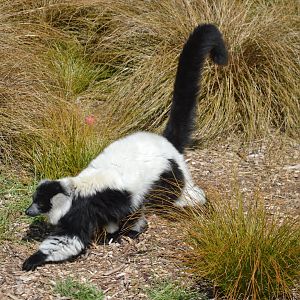Black and White Ruffed Lemur, 2017