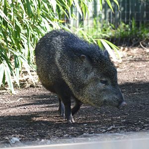 Peccary, 2023