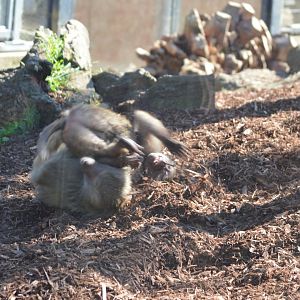 Baboons Wrestling, 2023
