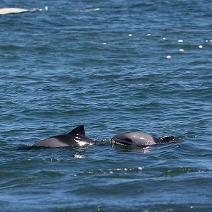 Heaviside's dolphin (Cephalorhynchus heavisidii)